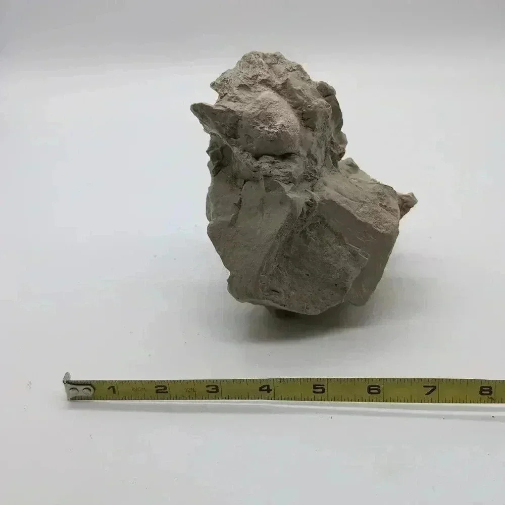 Unique Oreodont Fossil Vertebrae  in Matrix amazing display piece - Picture 5 of 7
